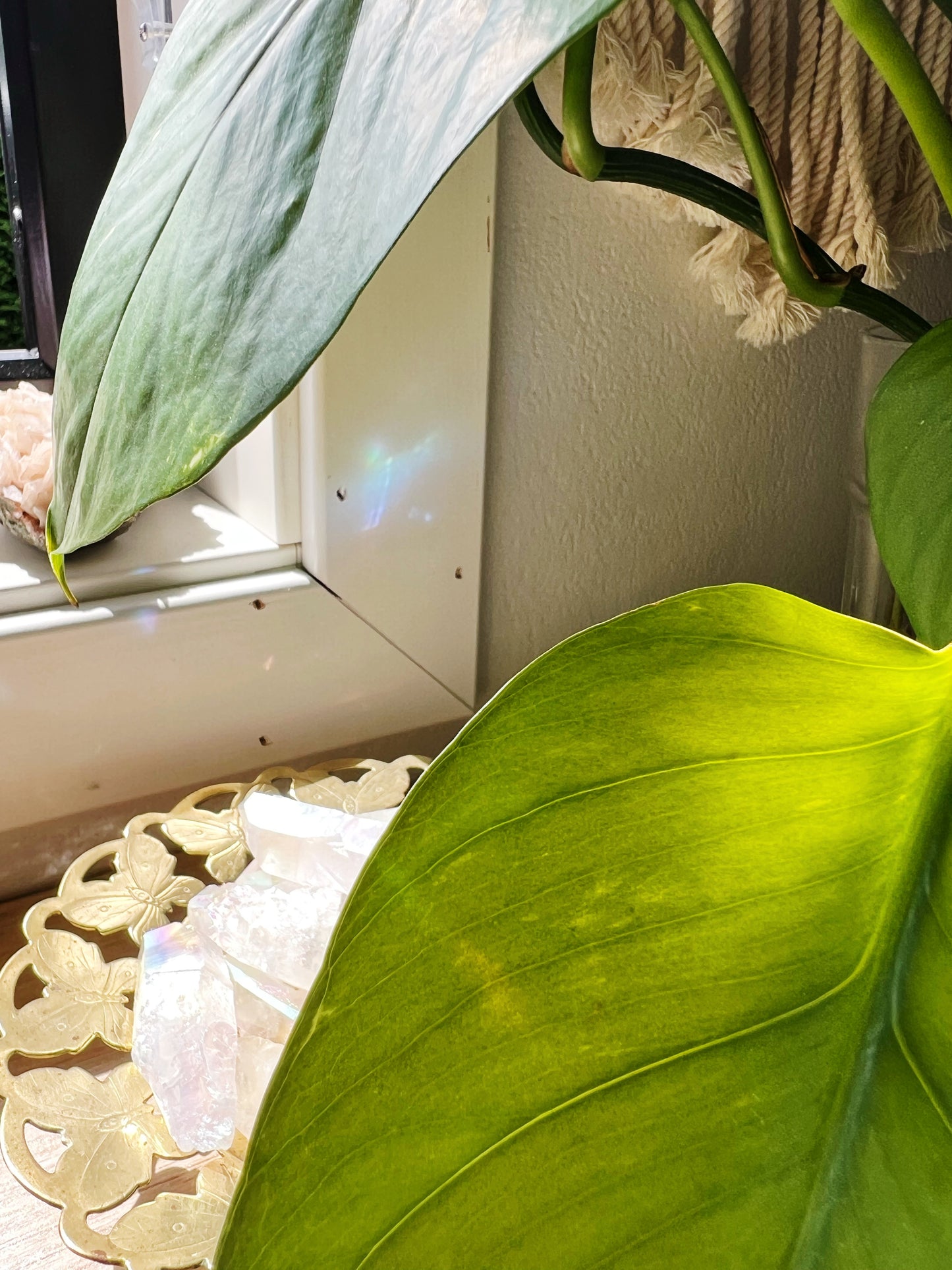 RåKvarts Aqua Aura Tips