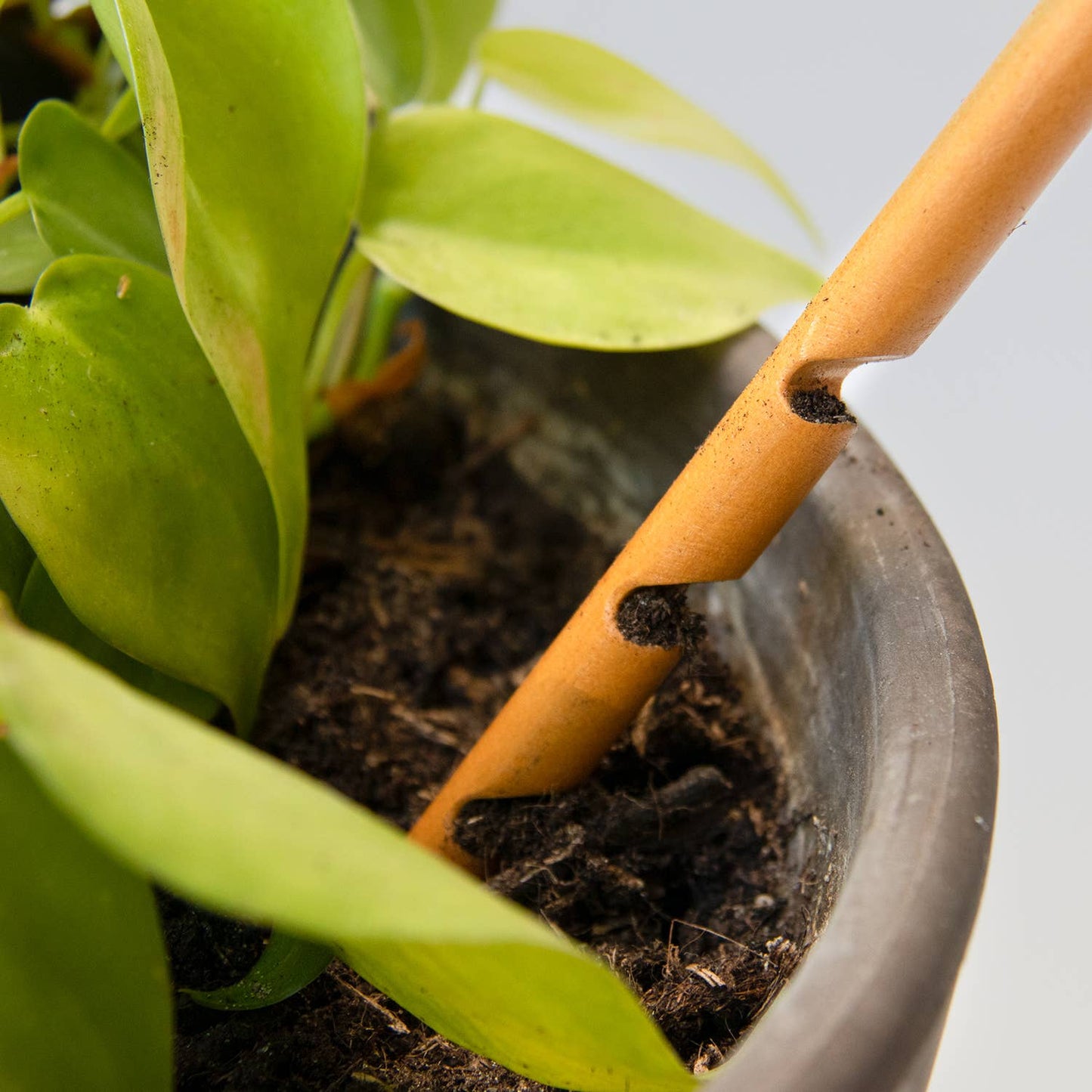 The Soil Checker - Jordprobe i Tre for Fuktighetskontroll