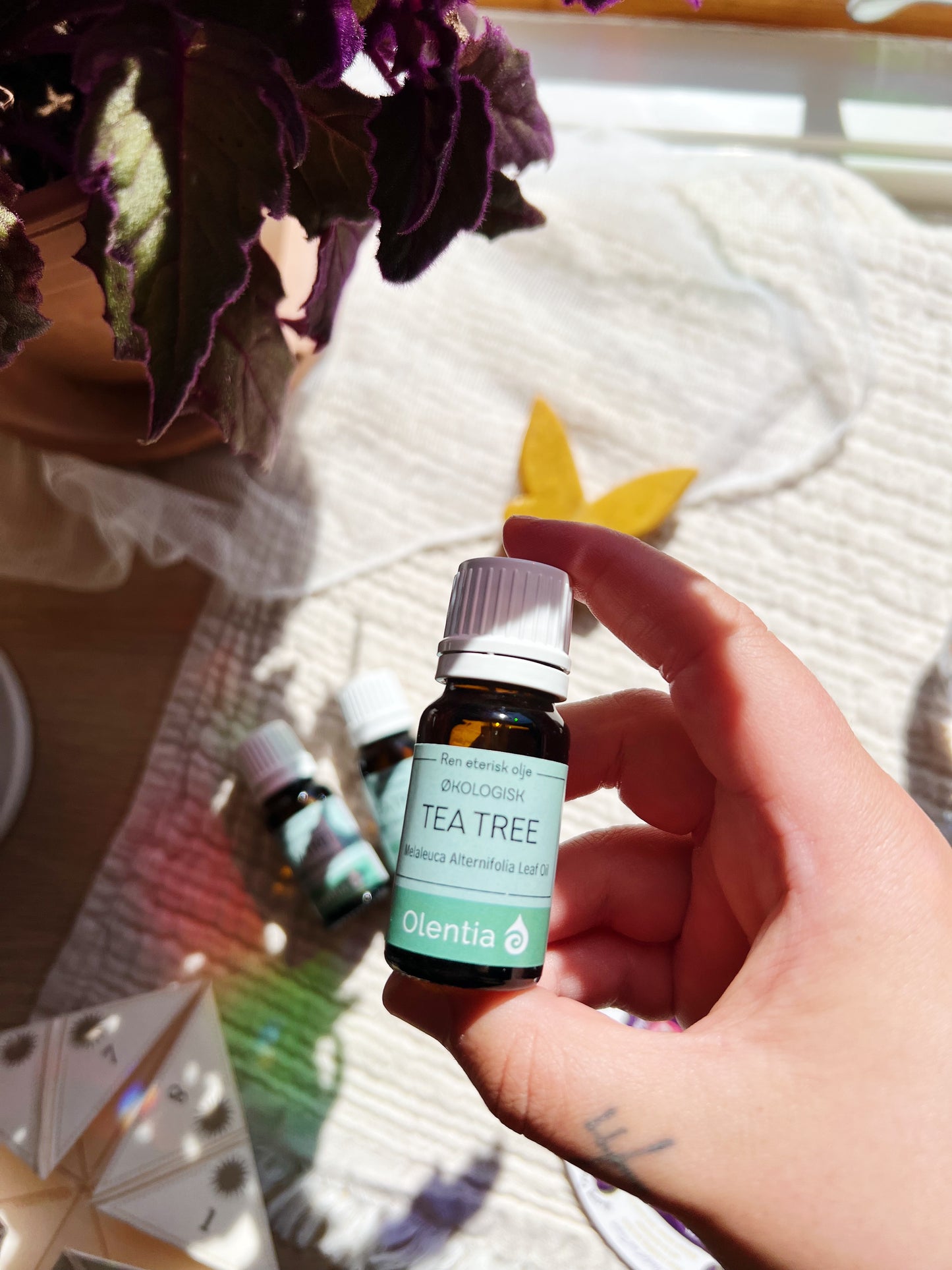 Tea Tree – Økologisk Eterisk Olje