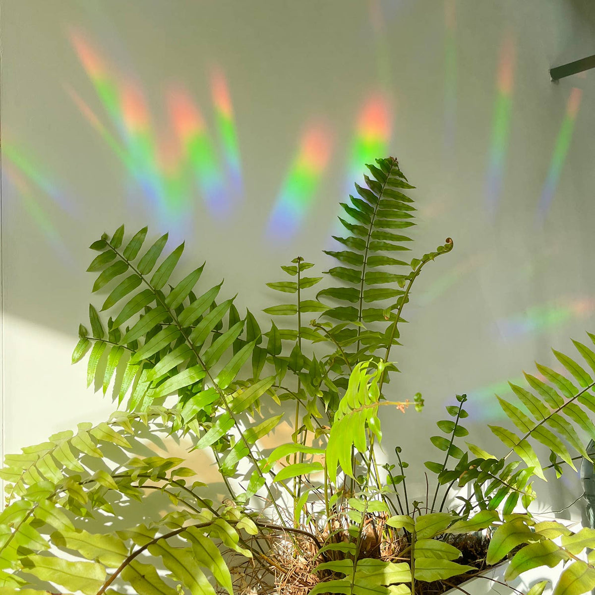Suncatcher - Greenhouse Glow