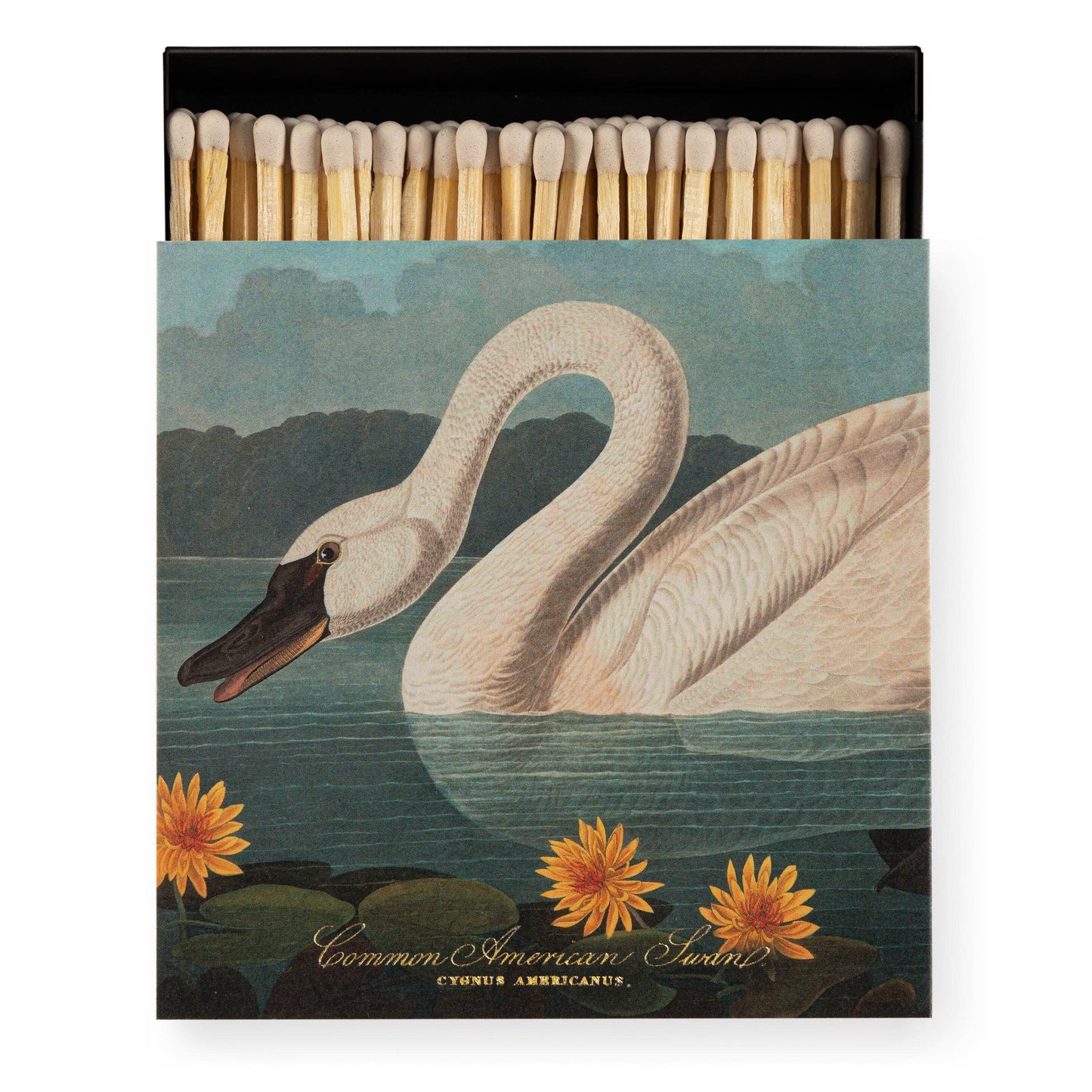 The Common American Swan Luxury Fyrstikker