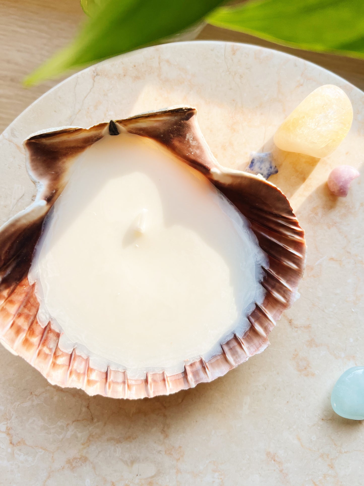 Sea Shell Candle