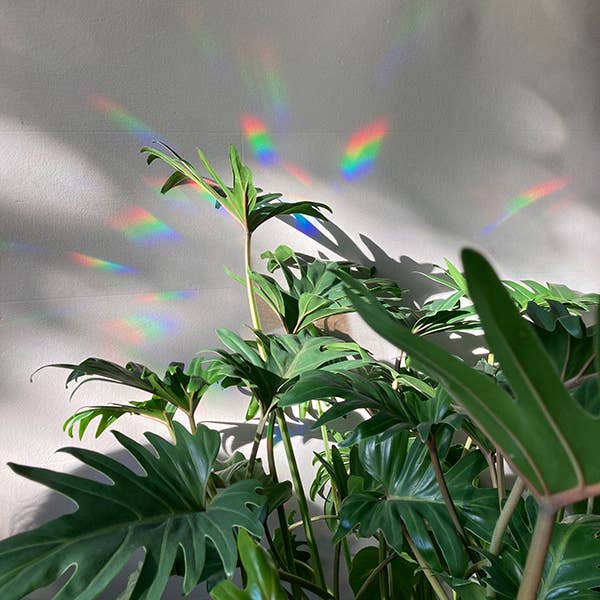 Suncatcher - Keep going to keep growing