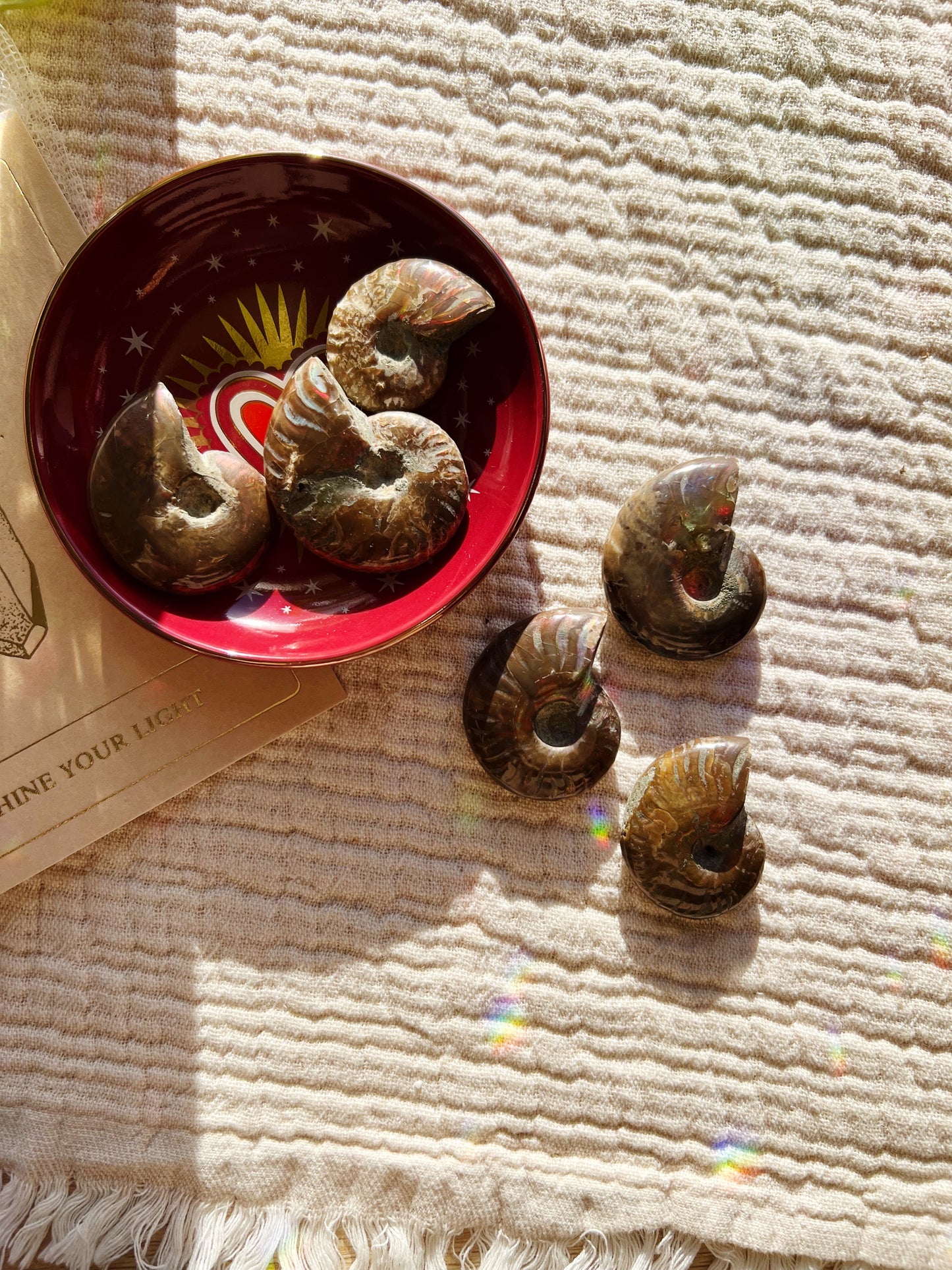 Rød iriserende Ammonitt-fossil