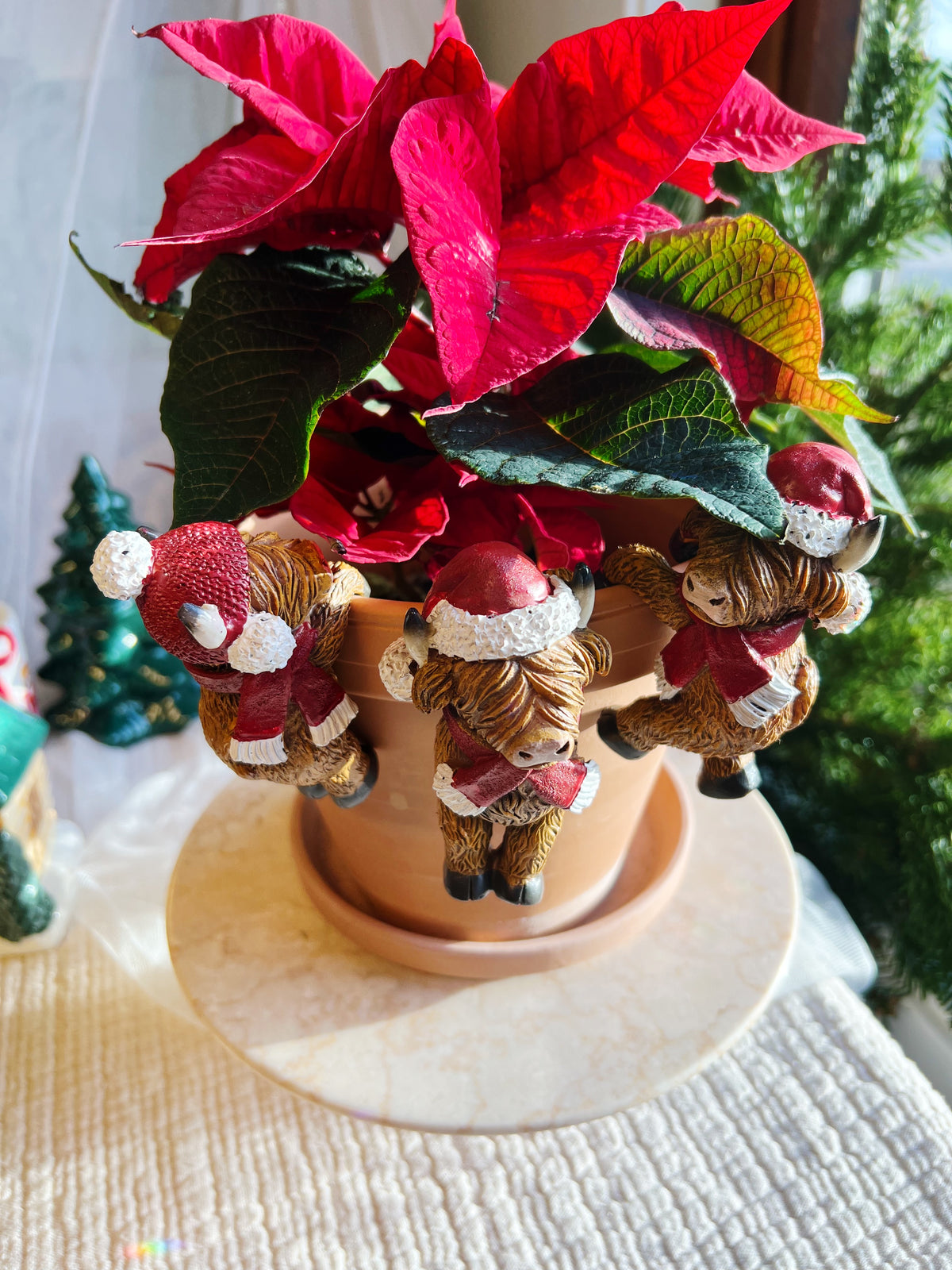 Happy Highland kuer – Plante-henger