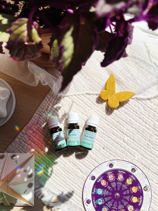 Tea Tree – Økologisk Eterisk Olje