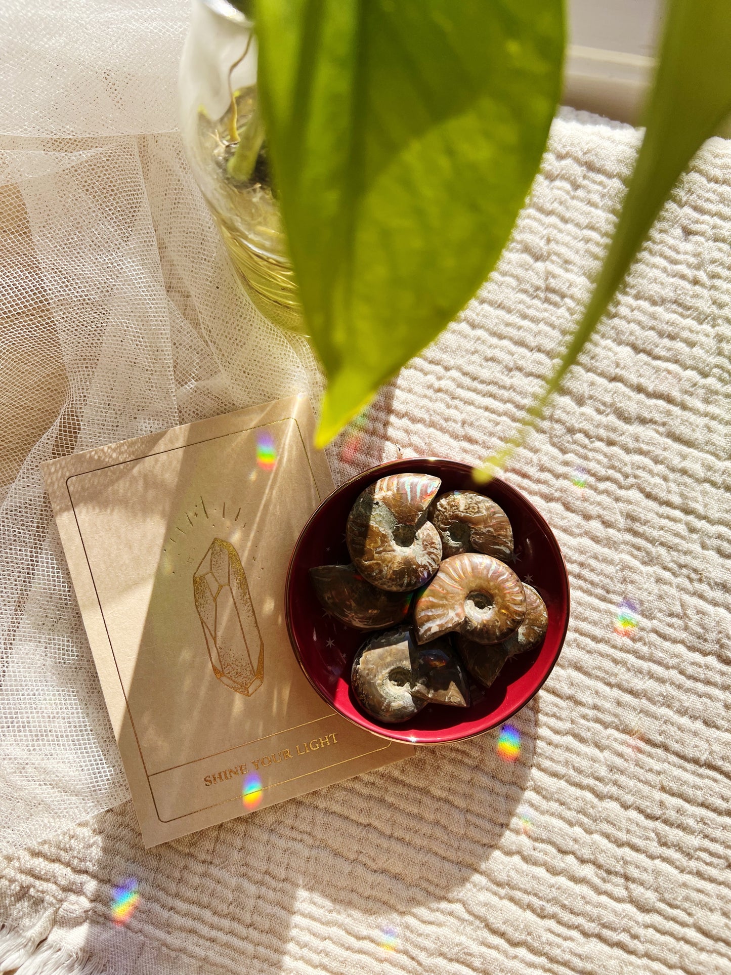 Rød iriserende Ammonitt-fossil