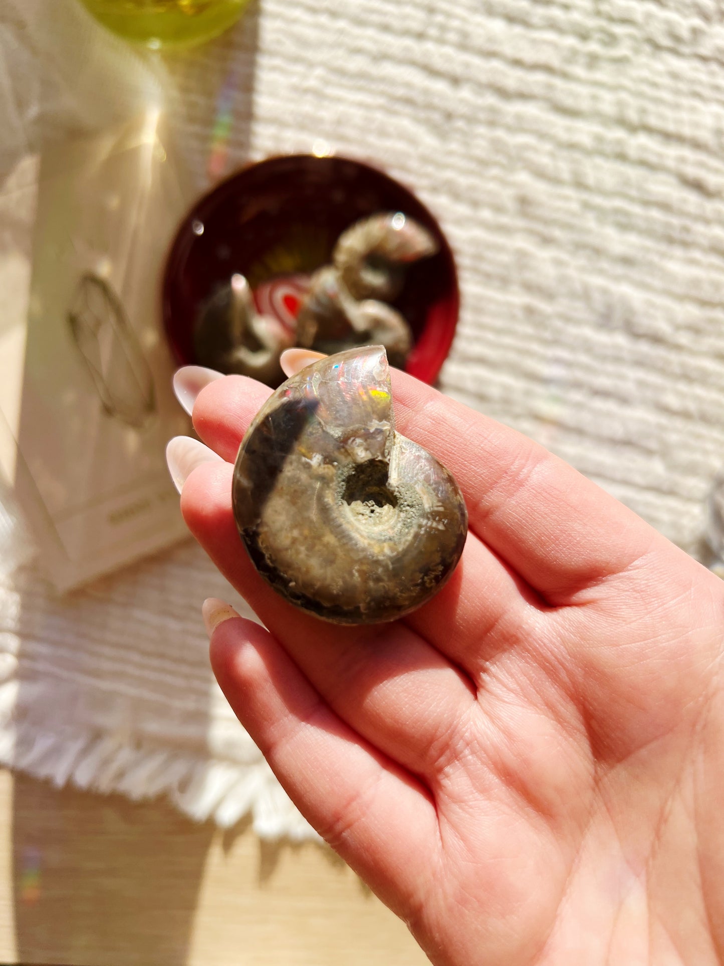 Rød iriserende Ammonitt-fossil