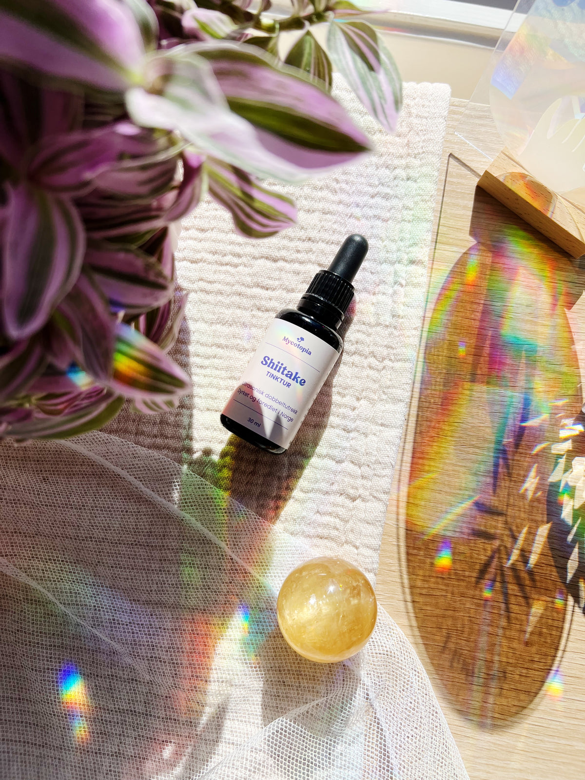 Shiitake Tinktur 30 ml