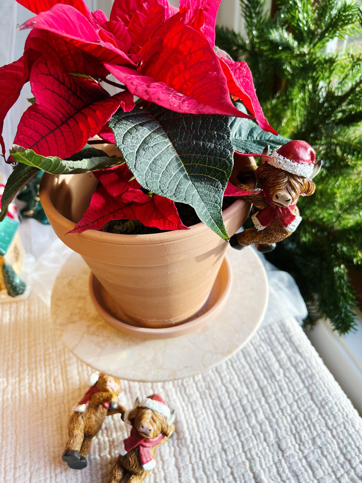 Happy Highland kuer – Plante-henger