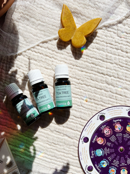 Tea Tree – Økologisk Eterisk Olje