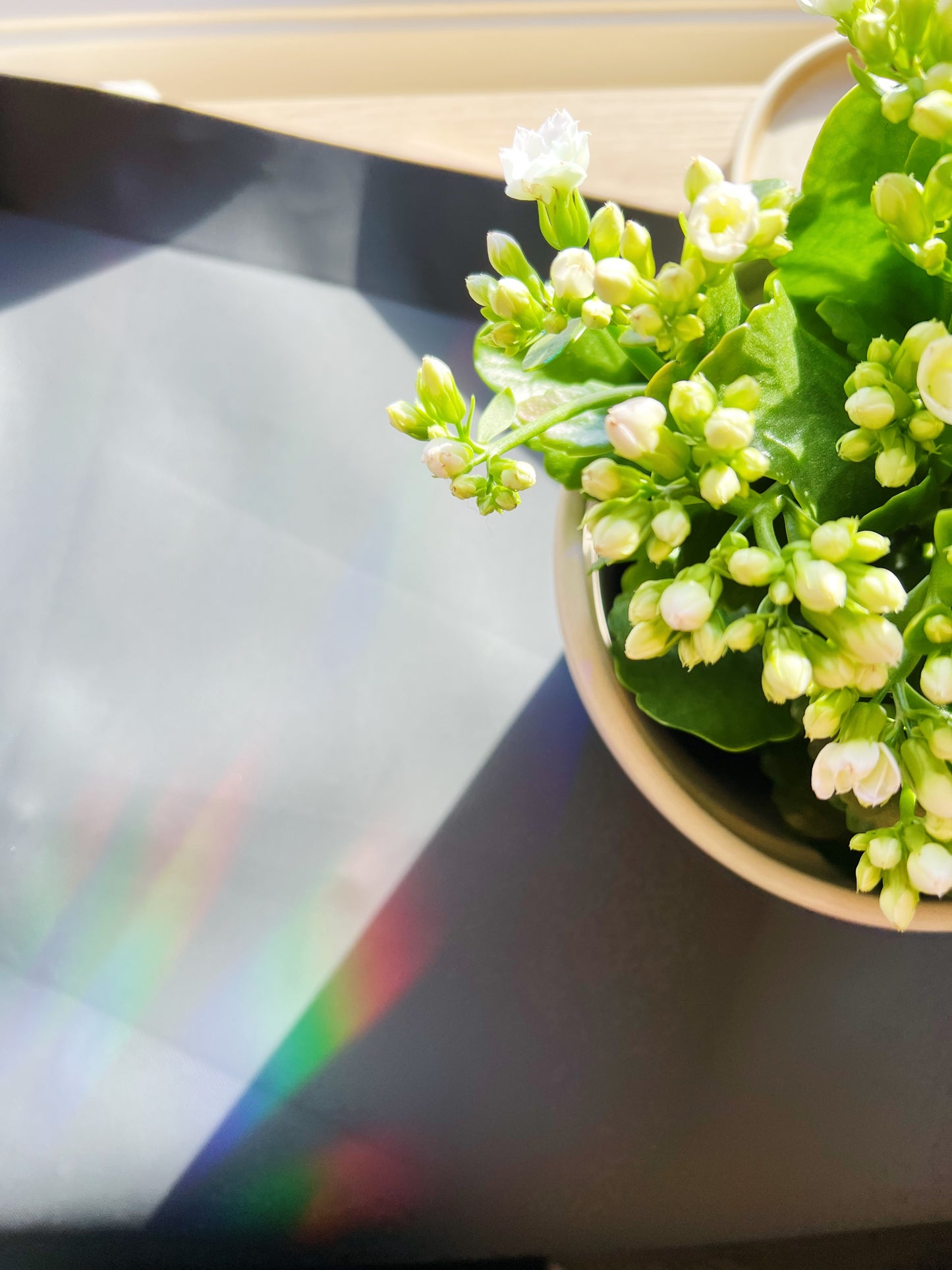 Planteduk for Hagearbeid - Vegansk Svart Bånd