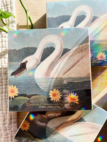 The Common American Swan Luxury Fyrstikker