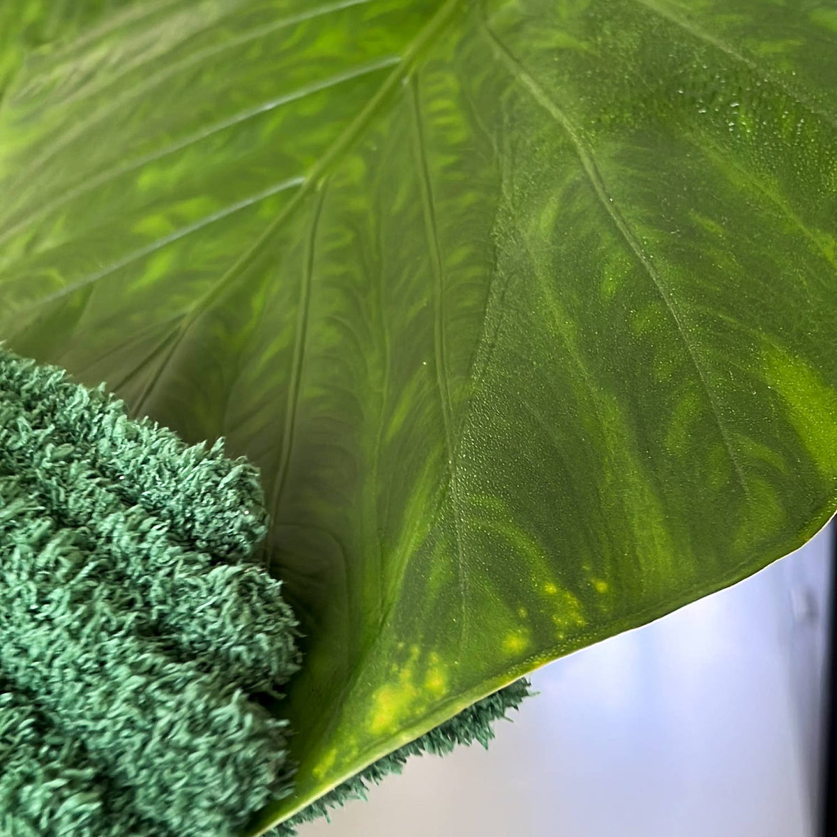 Leaf Love Hansker - Mikrofiberhansker for Plantestell